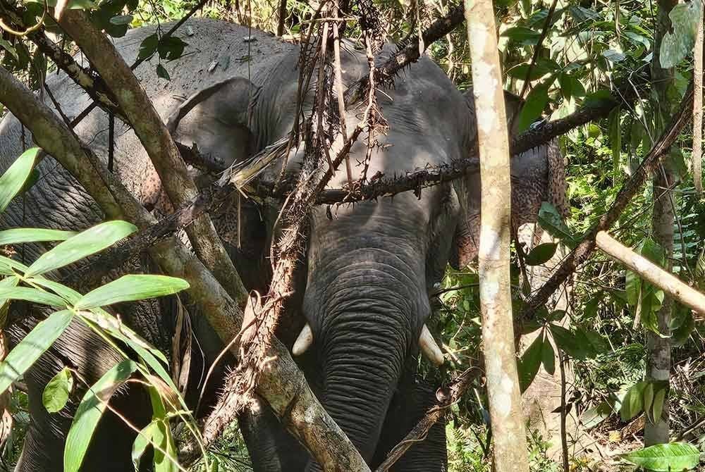 Sebanyak 253 kes konflik antara manusia dan gajah direkodkan di Johor sepanjang tahun lalu, dengan anggaran kerugian mencecah RM1.1 juta. Gambar hiasan.