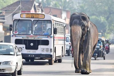 Seekor gajah Sri Lanka dirakam berada di sepanjang jalan di Colombo. - Foto: AFP