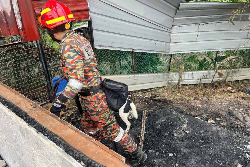 Unit K9 melakukan pencarian mangsa.