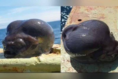 Makhluk misteri yang ditangkap seorang nelayan Rusia di Lautan Pasifik mencetuskan pelbagai teori warganet. - Foto: Agensi