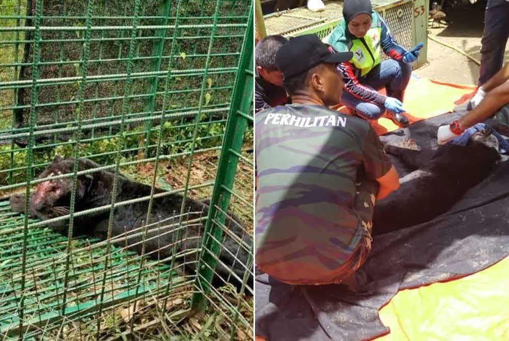 Seekor harimau kumbang jantan memasuki perangkap Perhilitan Negeri Sembilan di Kampung Tumang, Johol pada Ahad.