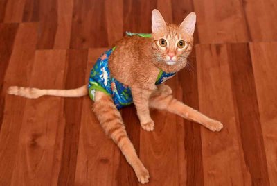 Perkhidmatan hotel kucing penuh ketika perayaan, namun ada pihak menawarkan penjagaan haiwan peliharaan di rumah pemiliknya. Foto hiasan Bernama