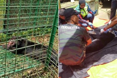 Seekor harimau kumbang jantan memasuki perangkap Perhilitan Negeri Sembilan di Kampung Tumang, Johol pada Ahad.