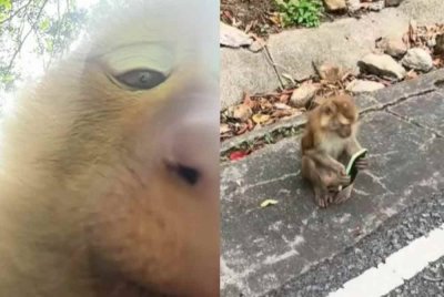 Gelagat seekor monyet yang mencuri telefon seorang pelancong Perancis dan kemudian berswafoto. - Agensi