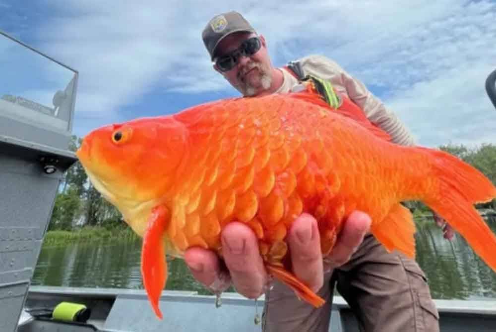Seekor ikan emas yang pada asalnya bersaiz kecil telah berubah menjadi gergasi selepas ditemui di sebuah kawasan perairan di Pennsylvania, Amerika Syarikat.