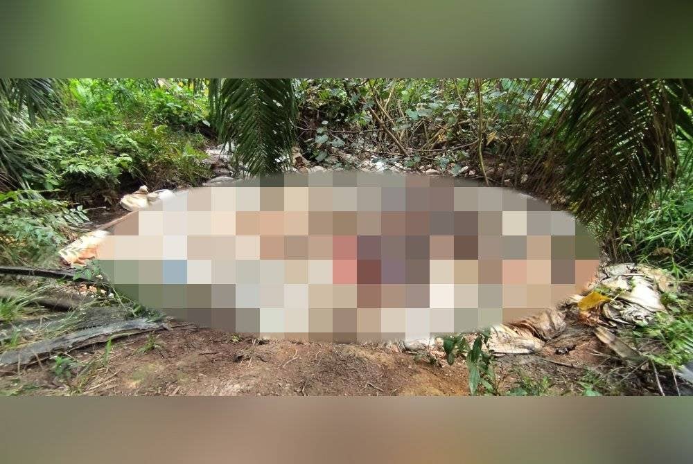 Bangkai babi ditemui di tanah persendirian di Bukit Pelanduk, Port Dickson.