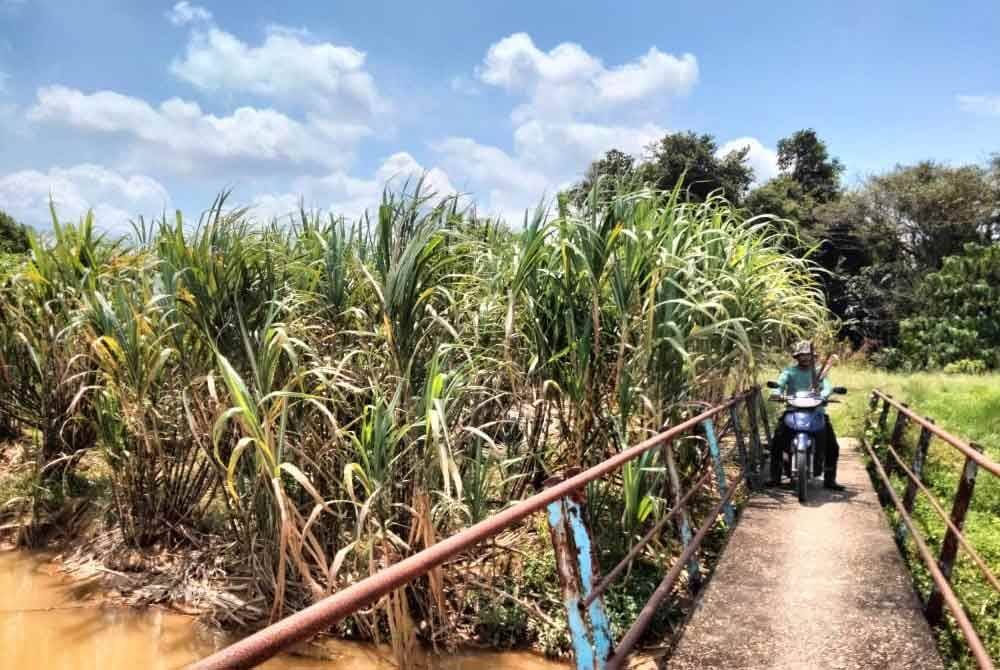 Nik Faris berada di kawasan kebun tebunya di Ketereh.