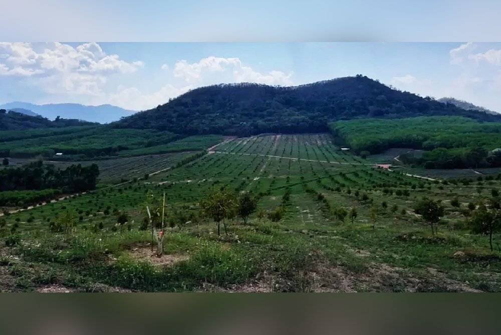 Dusun durian yang dilengkapi dengan sistem penyiraman moden. Agensi