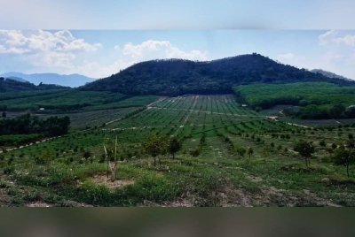 Dusun durian yang dilengkapi dengan sistem penyiraman moden. Agensi