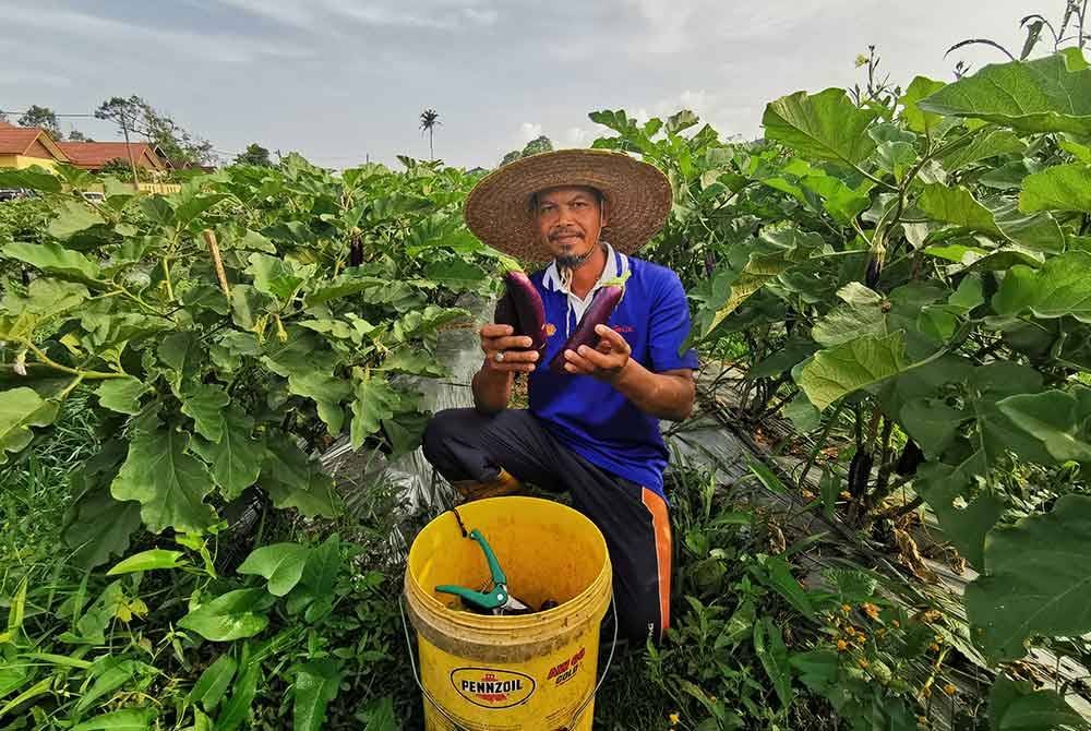 Dhalim menunjukkan buah terung yang sudah boleh dituai untuk djual kepada pemborong.