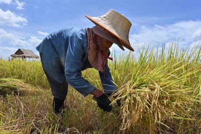 Petani terikat dengan Akta 522 yang tidak membenarkan mereka menjual hasil padi atau beras secara terus kepada pengguna kerana hanya pengilang mempunyai lesen boleh berbuat demikian. - Foto hiasan