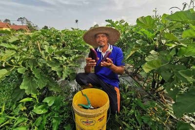 Dhalim menunjukkan buah terung yang sudah boleh dituai untuk djual kepada pemborong.
