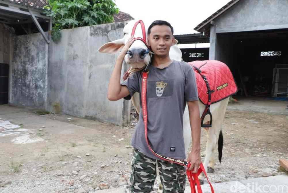 Lembu diberi gelaran Michael itu turut dihiasi loceng, rantai leher dan tali kendali bagi menarik perhatian orang ramai. Foto Agensi