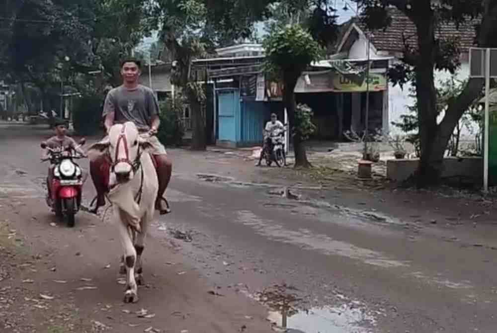 Akbar menunggang lembu sebagai latihan menjinakkan haiwan itu di samping membeli juadah berbuka puasa. Foto Agensi