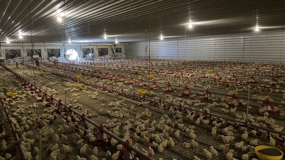 Inisiatif di Daerah Manjung haruslah dijadikan model rujukan bagi negeri-negeri lain dalam mempercepatkan transformasi aktiviti penternakan ayam di Malaysia.