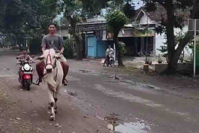 Akbar menunggang lembu sebagai latihan menjinakkan haiwan itu di samping membeli juadah berbuka puasa. Foto Agensi