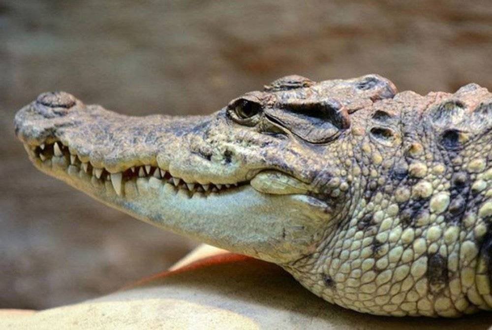 Seekor buaya tembaga dianggar sepanjang lebih 2.5 meter dikesan ‘berjemur’ di kawasan popular Hutan Paya Bakau Kina Benuwa, kira-kira 10 pagi tadi. Foto hiasan