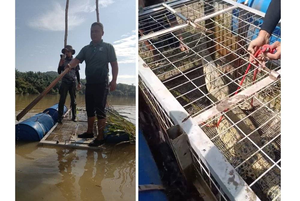 Perangkap khas dipasang pada 21 Februari dengan pemantauan berkala dilakukan bagi memastikan keberkesanan operasi.