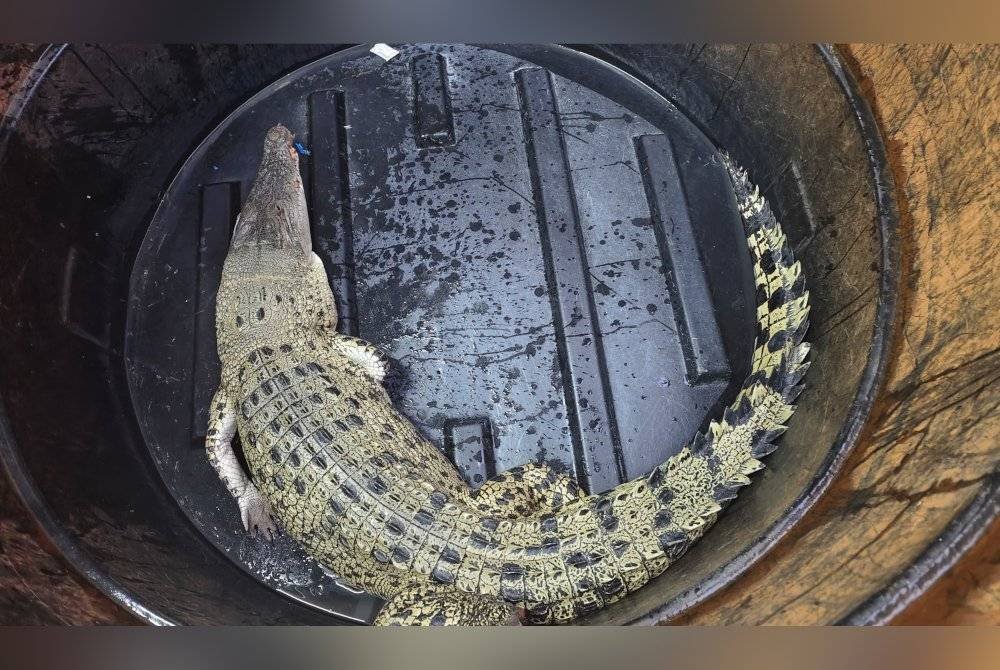 Buaya ini berjaya ditangkap pada Sabtu sekitar jam 10.15 pagi menggunakan umpan itik hidup.