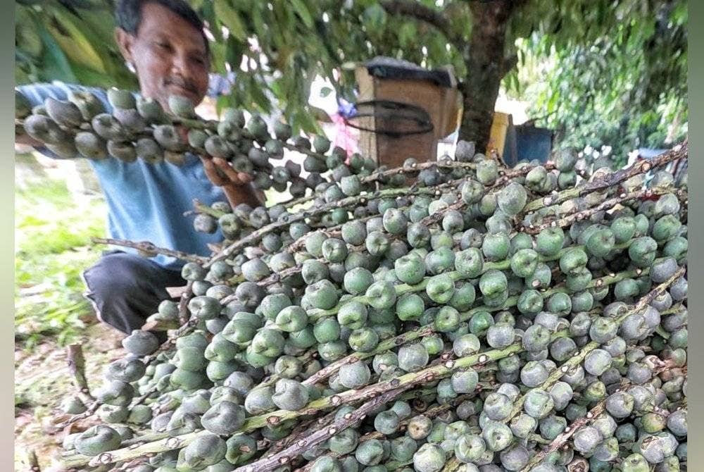 Rahim menunjukkan buah kabung yang diperoleh untuk dijual sepanjang Ramadan. Foto Ihsan pembaca