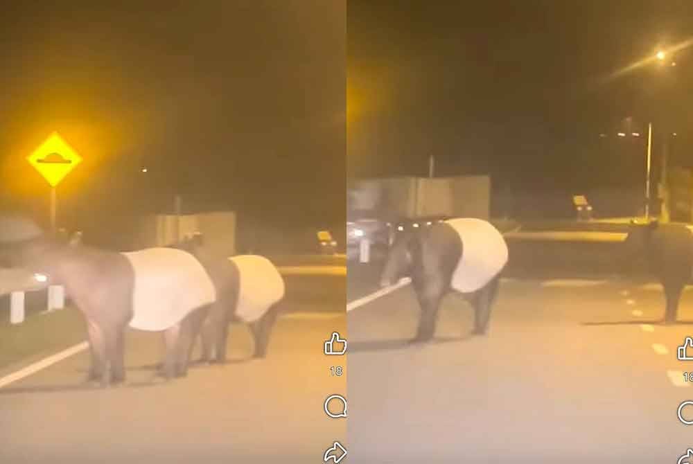 Tangkap layar video tular dua ekor tapir sesat di kawasan perumahan Taman Mawar Ehsan Pedas di sini.