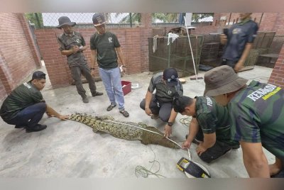 Buaya sepanjang 2.4 meter dan seberat 46.8 kilogram itu berjaya ditangkap selepas lebih dua minggu operasi pemantauan dilakukan Perhilitan Selangor.