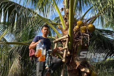 Muhamad Badrul Amin tidak menang tangan memenuhi permintaan nira kelapa terutama pada bulan Ramadan.