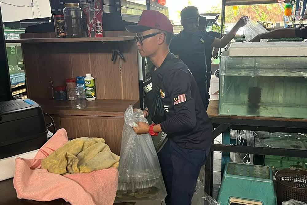 Salah sebuah premis di Petaling Jaya yang menjual ikan larangan diserbu Jabatan Perikanan Selangor pada Isnin.