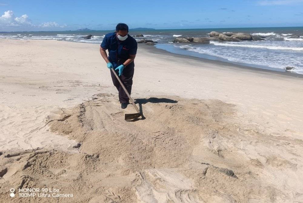 Pegawai daripada Jabatan Perikanan Pahang menanam bangkai penyu agar jantan mengikut prosedur. Foto ihsan Jabatan Perikanan Pahang
