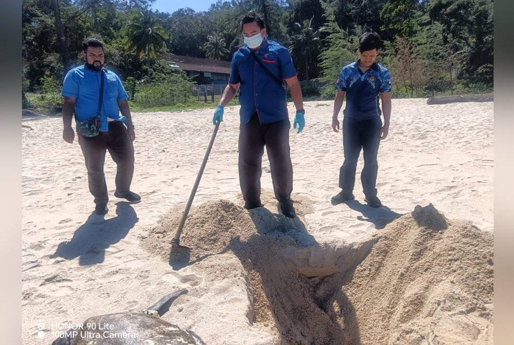 Tiga pegawai Jabatan Perikanan Pahang menjalankan siasatan sebelum melakukan kerja-kerja penanaman bangkai penyu itu. Foto ihsan Jabatan Perikanan Pahang.