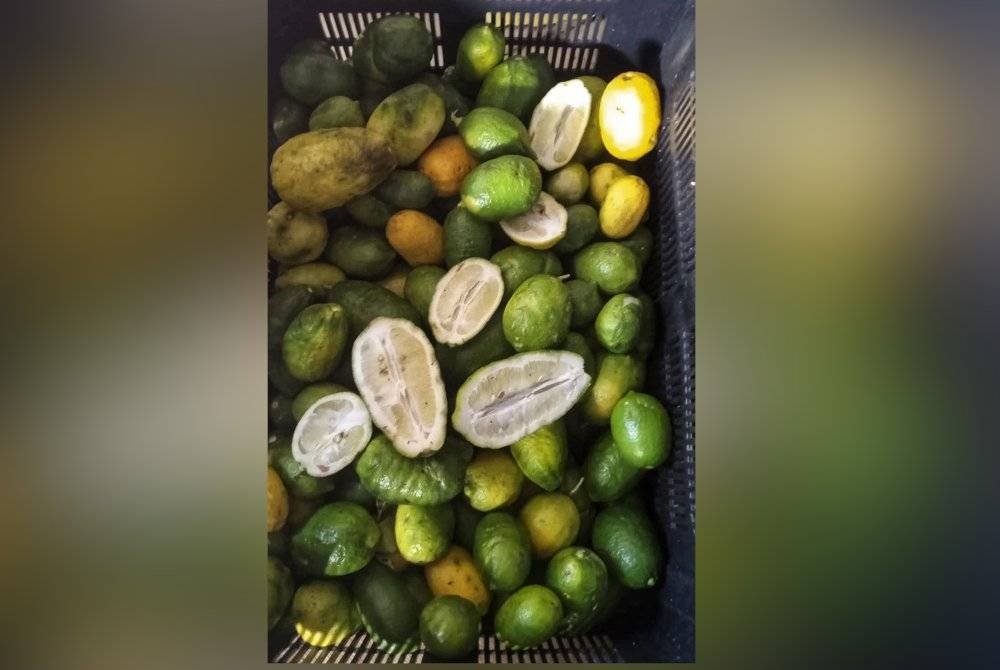 Noni memerlukan 60 kilogram limau telur buaya untuk memenuhi permintaan pelanggannya di bulan Ramadan.
