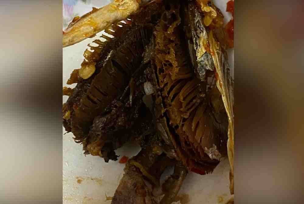 Keadaan ikan cencaru yang masih tidak dibuang insang.