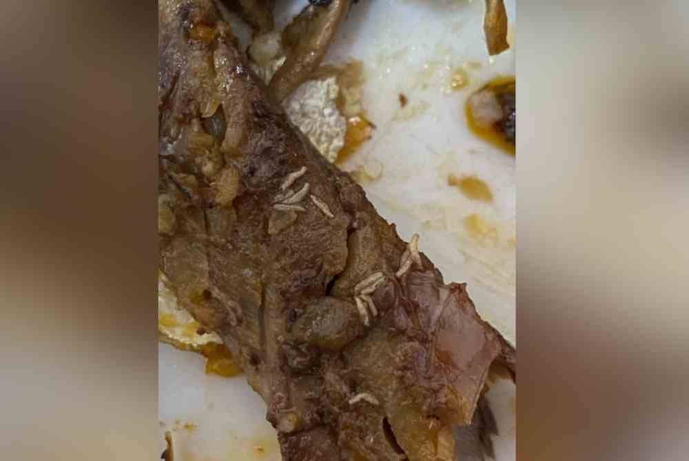 Ulat yang ada pada ikan cencaru berlado.