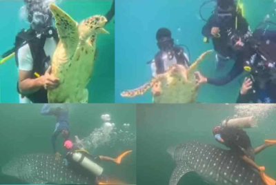 Tindakan penyelam mengganggu pergerakan seekor penyu dan ikan yu paus dipercayai berlaku di perairan Pulau Manukan, Kota Kinabalu.
