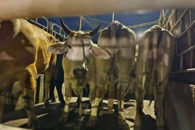 PGA berjaya merampas lembu bernilai RM78,000 yang diseludup masuk dari Thailand selepas menahan sebuah lori di Kampung Banggol Beta, Tumpat pada Khamis. - Foto: PGA