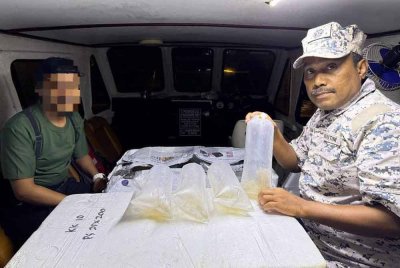 Benih udang kara yang dipercayai diseludup dari negara jiran ke negeri Johor tanpa kebenaran Jabatan Perikanan Malaysia. Foto: Maritim Malaysia Johor