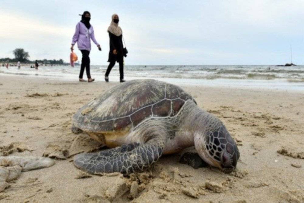 Bangkai penyu agar jantan itu ditemui terdampar dalam tempoh kurang 31 jam di Pantai Chakar Hutan, Kerteh di Kemaman oleh NGO. Foto hiasan