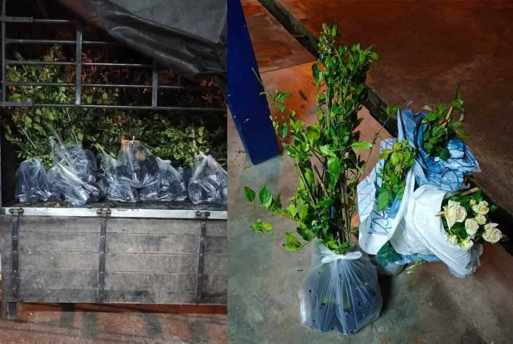 Batalion 9 PGA Kuala Terengganu merampas 1,040 anak pokok bernilai RM104,000 di pangkalan haram Salleh, Kampung Lubok Gong, Rantau Panjang pada Jumaat. Foto PGA