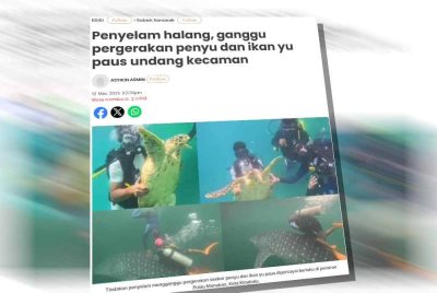 Laporan Sinar Harian pada Rabu mengenai tindakan penyelam halang dan ganggu pergerakan penyu serta ikan yu paus di Pulau Manukan.