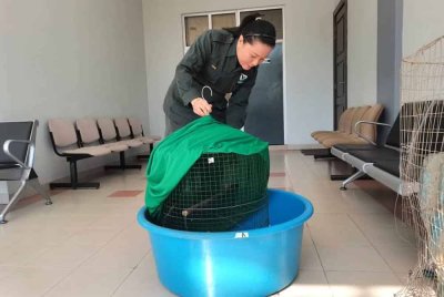 Pegawai Perhilitan membawa barang kes berupa sangkar burung dan landak ke mahkamah.