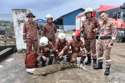 Buaya yang berjaya ditangkap di dalam parit oleh sepasukan bomba dari BBP Sandakan.