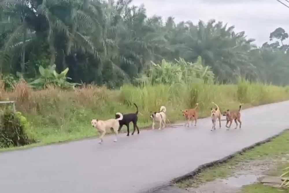 Kumpulan anjing liar berkeliaran di hadapan Sekolah Kebangsaan (SK) Seri Kaya kerap dilihat menganggu kanak-kanak ke sekolah.