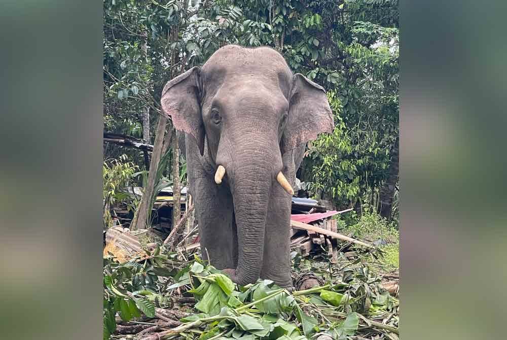 Gajah yang ditangkap oleh Perhilitan di Kampung Bukit Tok Ali pada Isnin.