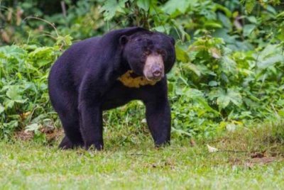 Pasangan guru di Kampung Padang Tapong di Padang Luas dikejutkan dengan kehadiran seekor beruang dewasa ketika mereka sekeluarga membuat persiapan berbuka puasa. Foto hiasan