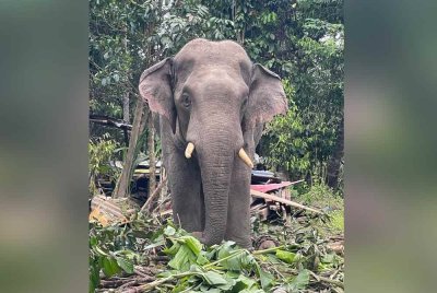 Gajah yang ditangkap oleh Perhilitan di Kampung Bukit Tok Ali pada Isnin.