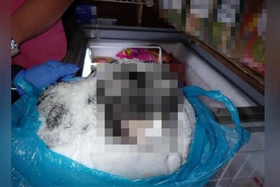 Kepala harimau kumbang ditemui dalam peti sejuk beku di Cameron Highlands, Pahang pada Rabu.