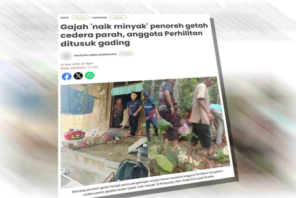 Laporan Sinar Harian berhubung serangan gajah liar yang mencederakan seorang penoreh getah dan anggota Perhilitan di Kampung Laloh, Kuala Krai pada Khamis.