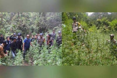 Pihak berkuasa turun meninjau kawasan ladang ganja yang ditemui. - Foto: Agensi