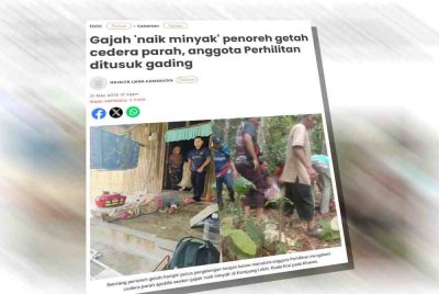 Laporan Sinar Harian berhubung serangan gajah liar yang mencederakan seorang penoreh getah dan anggota Perhilitan di Kampung Laloh, Kuala Krai pada Khamis.