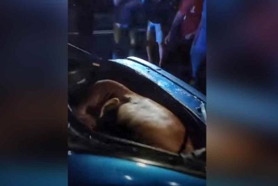 Seekor lembu tersangkut dalam but kereta ketika kemalangan di Jalan Ulu Melaka pada awal pagi Jumaat.